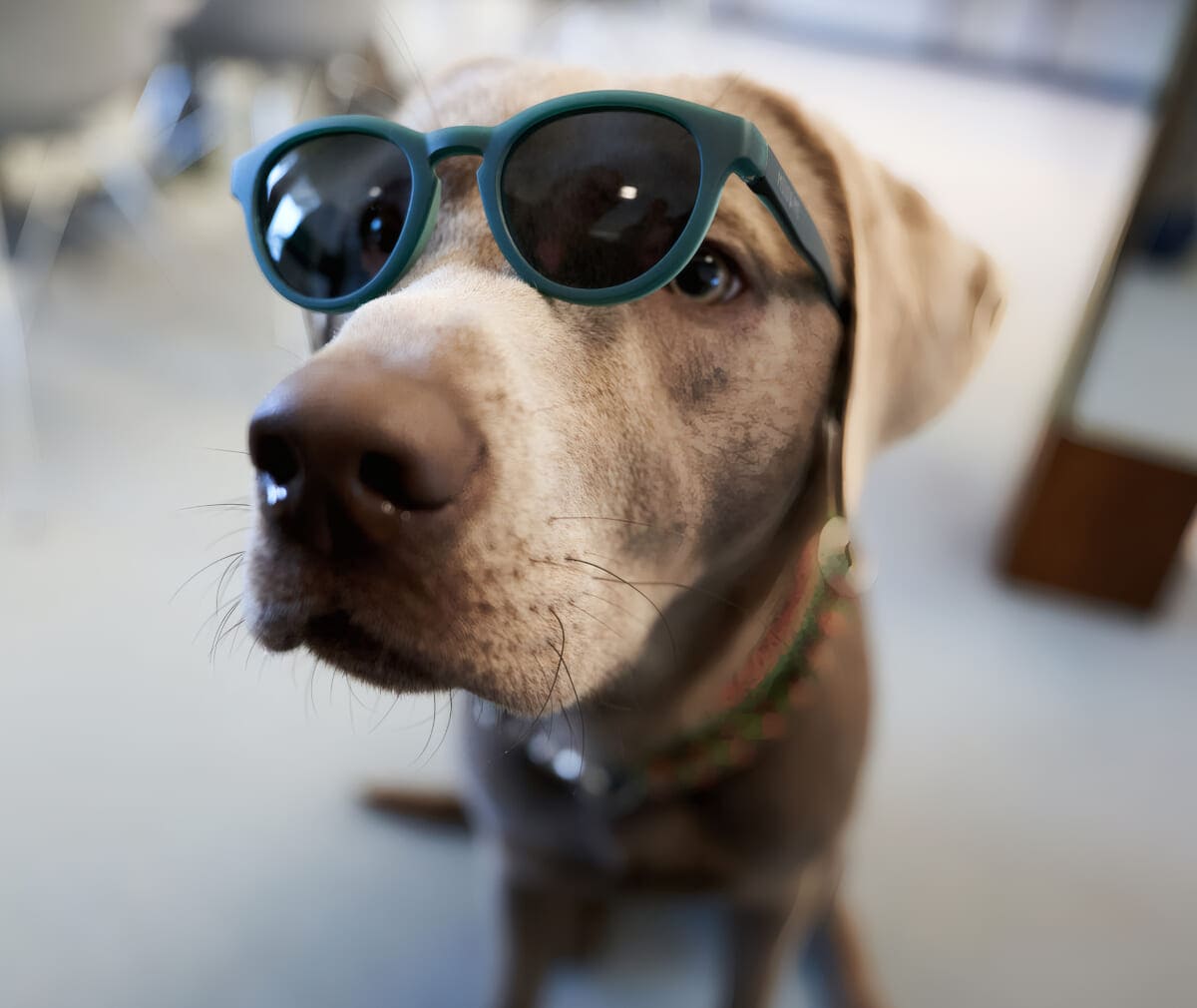Fiete | Feelgoodmanager | WEITSICHT - Ihr Augenoptiker in Bremen - Mahndorf